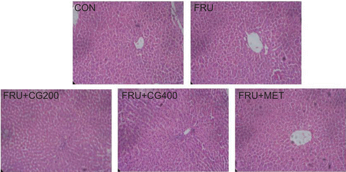 Figure 5.  Photomicrograph of liver from control (CON), fructose (FRU), FRU+CG200, FRU+CG400 treated groups (100X).