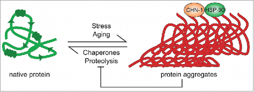 Figure 2. Proteostasis collapse redirects substrate specificities of the proteolytic network. Stress and aging induce a rearrangement of protein quality control networks, including molecular chaperones and protein degradation pathways, to maintain proteostasis. Among other quality control factors, this process recruits the E3 ubiquitin ligase CHN-1 and co-working chaperone Hsp90 to protein aggregates for chaperone-assisted ubiquitylation of misfolded proteins. Consequently, the activity of natural CHN-1 substrates remains uncontrolled, which provokes pathologies and further accelerates aging.
