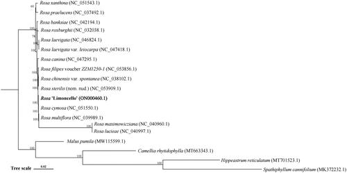 Figure 3. Phylogenetic tree reconstruction of 18 species based on sequences from complete chloroplast genomes. All sequences were downloaded from the NCBI GenBank database. Spathiphyllum cannifolium and Hippeastrum reticulatum used as outgroups.