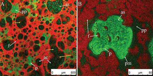 Figure 11. CSLM-micrographs of cream whipped for 70 s at high speed (1100 rpm) after sample reaches the endpoint (A–B). Red and green signals in plasma phase (pp) represent fat (f) and protein (p), respectively. Black or green circled areas are the center (ac) or surface (as) of air bubbles, respectively; green circles and area signals indicate protein membranes (pm).