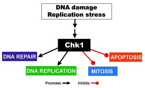 Figure 1. Htt expression and purification of Htt complexes and iTRAQ procedure. (A) Htt constructs, used in the study, comprising the first 586 amino acids of Htt with either 20 or 50 polyQ and two N-terminal tags (streptavidin, SBP and calmodulin, CBP) for affinity purification. (B) HEK293 cells were transfected with the TAP-Htt constructs, and Htt complexes were purified using the InterPlay mammalian TAP system (as described in the Materials and Methods); Protein complexes were eluted from the calmodulin agarose in two steps: first- with 2M NaCl, and then with 2% SDS and aliquots of the samples (~10%) were separated on SDS-PAGE and stained with Silver Stain; C-non-transfected cells. (C and D) STHdh Q7/Q7 cells were transiently transfected with normal (TAP-N586–20Q) or expanded (TAP-N586–50Q) Htt fragments: Highly expressed tagged normal or mutant Htt N586 fragments (migrating at 80 or 100 kDa respectively) were detected with both MAB2166 antibody to Htt (left panel) and a specific N586 neo-epitope antibody (right panel), the low levels of endogenous full-length Htt (migrating at 300 kDa) were also detected with MAB2166 (C). Immunostaining with Htt specific MAB2166 (green) and DAPI (blue) (D). (E) Purification of Htt protein complexes from STHdh cells. SDS-PAGE analysis of the aliquots of the samples prepared for MS. Normal (20Q) and expanded (50Q) Htt complexes from STHdh cells were expressed, purified and analyzed (as described in B). The inputs (before purification) are shown. (F) The iTRAQ workflow. Each sample was labeled with a unique tag, consisting of a reporter and a balance region, and then all samples were combined, fractionated and analyzed by LC-MS/MS.