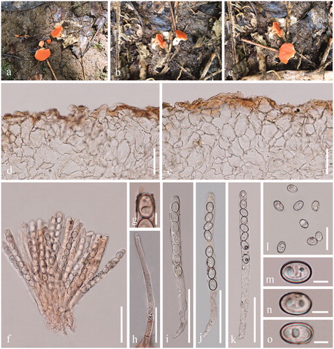 Figure 4. Acervus rufus (HKAS 107302, holotype). (a–c) Typic mature specimens. (d, e) Receptacle surface of pileus. f Hymenium in Congo red. (g) Apex of asci in Congo red. (h) Paraphyses in Congo red. (i–k) Asci (j Asci in Congo red. k Asci in Melzer’s reagent.). (l–o) Ascospores. Scale bars: d–f, i–k = 50 μm. h = 30 μm l = 20 μm. g, m–o = 5 μm.