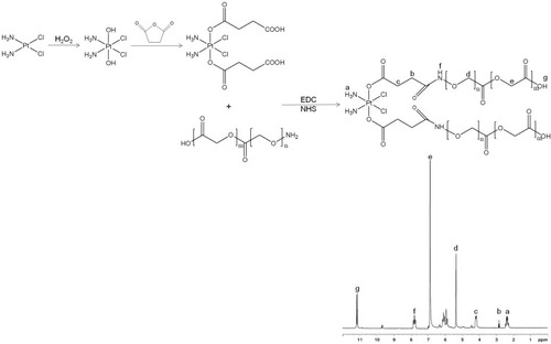 Figure 1 Synthesis route and 1H NMR spectrum of PLGA conjugated CDDP prodrug (CDDP-PLGA). CDDP-PLGA was synthesized by amidation of the carboxyl groups of CDDP with the amine groups of PLGA.