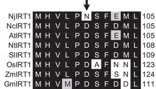 Figure 2. Partial alignment of IRT1 sequences among angiosperms. Alignment of regions corresponding to AtIRT1 residues 95–105 are shown. Shading: black, identical; gray, similar. Arrow indicates residue essential for Fe transport activity.Citation16 Nj, Noccaea japonica; Nc, Noccaea caerulescens ecotype GA; At, Arabidopsis thaliana; Nt, Nicotiana tabacum; Sl, Solanum lycopersicum; Os, Oryza sativa; Zm, Zea mays; Gm, Glycine max. Full alignment is shown in Fig. S6. Full-length sequences of NjIRT1 and NcIRT1 were validated by Sanger sequencing