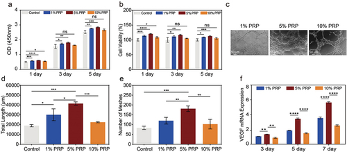 Figure 6. Effect of cPRP concentration on the vascularization and proliferation of HUVECs. (a) The results of CCK-8 absorbance values after co-culturing HUVECs with three cPRP concentration groups for 1 day, 3 days, and 5 days, respectively. (b) Cell viability analysis after co-culturing HUVECs with three cPRP concentration groups for 1 day, 3 days, and 5 days. (c–e) after culturing HUVECs for 4 hours in culture medium containing different final concentrations of cPRP(c), the total length of in vitro angiogenesis (d) and the number of meshes (e) were statistically analyzed. (f) After co-culturing with HUVECs at different final concentrations of cPRP for 3 days, 5 days, and 7 days, q-PCR showed mRNA expression of angiogenesis-related gene VEGF. The above data are expressed as mean ± standard deviation, ns, not significant; *p < .05, **p < .01, ***p < .001, ****p < .0001.