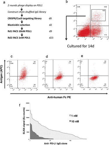 Figure 3. Affinity maturation using mammalian display. Schematic illustration of the experimental workflow (a). At 9dpt transfected cells were sorted for antigen binding using 10 nM PD-L1. The gate within the plot represents the population that was sorted, and the number represents percentage of the total cells (b). The sorted population was grown for an additional 14days and stained with anti-Fc PE and PD-L1-biotin at a concentration of (c) 10nM, (d) 1nM, (e) 0.1nM followed by detection with Streptavidin-APC. The dot-plot shows antibody expression (x-axis) and antigen binding (y-axis). Affinity ranking by capture ELISA (f) of anti- PD-L1 IgG, FACS selected at 10 nM (light hatch) or 1 nM PD-1 (dark hatch).