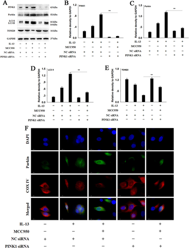 Figure 6 NLRP3 inhibition enhances PINK1/Parkin-mediated mitophagy in IL-13 treated HNEpCs. HNEpCs were transfected with NC siRNA or PINK1 siRNA, and then added the remaining reagents in order. (A–E) Western blot analysis and quantification of PINK1, Parkin, LC3, and TOM20 in HNEpCs. (F) The co-localization of Parkin (green) with COX IV (red) were determined by IF analysis. Magnification: 400×. Data are presented as mean ± SEM (n=3). **P<0.01.