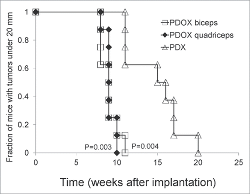 Figure 2. Time of PDOX and subcutaneous tumors to reach 20 mm diameter. Tumors in the PDOX group growing either in the biceps-femoris (G2) (9 ± 1.07 weeks, p = 0.004) or quadriceps-femoris muscle (G3) (9.13 ± 0.64 weeks, p = 0.003) reached 20 mm at an earlier time compared to the subcutaneous group (G1) (14.75 ± 3.41 weeks), shown with Kaplan-Mayer analysis.