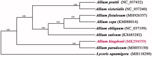 Figure 1. ML phylogenetic tree of A. kingdonii with eight species of Amaryllidaceae was constructed by chloroplast genome sequences. Numbers on the nodes are bootstrap values from 1000 replicates. Lycoris squamigera was selected as an outgroup.
