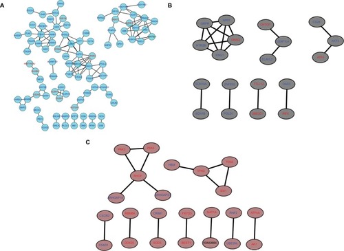 Figure 8 PPI network of genes in the top three modules.Notes: The turquoise nodes represent the genes in turquoise module. The black nodes represent the genes in black module. The brown nodes represent the genes in brown module. Red words represent upregulated genes and blue words represent downregulated genes. The network was constructed using Cytoscape 3.4 software. Abbreviation: PPI, protein–protein interaction.
