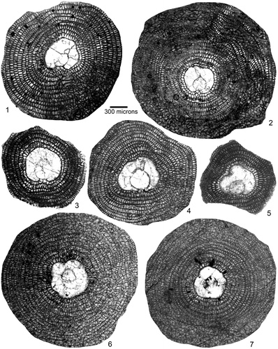 Plate 5. Equatorial sections of D. ranikotensis and D. aff. fortisi from early Eocene Patala Formation, Thal, NW Pakistan. 1–5: D. ranikotensis Davies. 1: THAL.B-122, 2: THAL.B-28, 3: THAL.16–19, 4: THAL.3–27, 5: THAL.1–30. 6–7: D. aff. fortisi (d’Archiac). 6: THAL.B-24, 7: THAL.B-25. The specimen label denotes sample number, and specimen number (e.g. THAL.B-25).