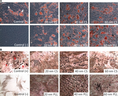 Figure 4 The bipotent ability of mesenchymal stem cells to differentiate into adipogenic and osteogenic lineages was assessed after 24 hours of nanoparticle incubation. Control cells were not incubated with nanoparticles. Control (+) cells were induced to differentiate and control (−) cells were not induced to differentiate. A) Oil red O staining was used to assess adipogenic differentiation by staining for lipid deposits (white arrows). B) von Kossa staining was used to assess osteogenic differentiation by staining for calcium deposits (red arrows). Scale bar 100 μm.Abbreviations: CS, citrate-stabilized; PLL, poly-L-lysine.