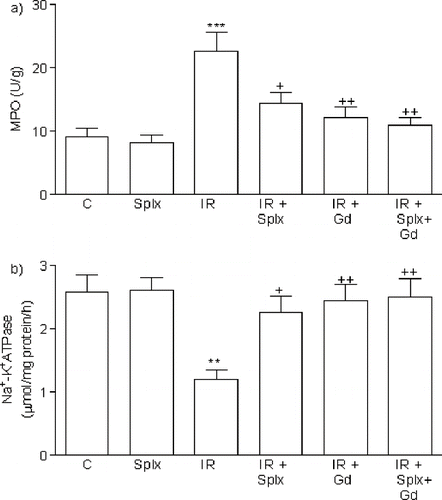 Figure 3. a) Myeloperoxidase and b) Na+-K+ ATPase activity in the kidney tissue of control, splenectomy (Splx)-, and gadolinium (Gd; 10 mg/kg)-treated ischemia/reperfusion (IR) groups. Each group consists of eight animals. **p < 0.01, ***p < 0.001, compared to control group; +p < 0.05, ++p < 0.01 compared to IR group.