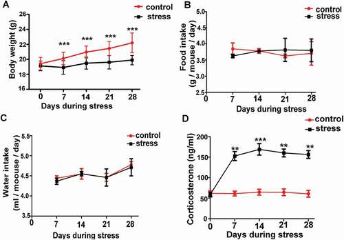 Figure 1. The establishment of psychological stress mouse model. A) Chronic restraint stress decreased body weight gain (n = 6). B) and C) There was no difference in average daily food or water intake per mouse between control and stress groups (n = 6). D) Chronic restraint stress significantly increased serum corticosterone in stress mice compared with control mice every week during the period of stress (n = 6). Data are presented as the mean ± SEM. **P < 0.01 vs. control. ***P < 0.001 vs. control. Control: control group; Stress: CRS group