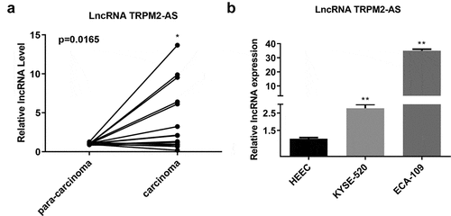 Figure 1. LncRNA TRPM2-AS was overexpressed in esophageal cancer (EC) tissues and cell lines.