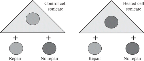 Figure 8. First Experiment to Determine the Effects of Hyperthermia on Base Excision Repair (BER). Nuclei isolated from γ-irradiated cells that were either heat-shocked 30 min at 45°C or not heated were mixed with whole cell sonicates from either heat-shocked 30 min at 45°C or control cells and assayed for the ability to excise altered thymine bases. The result shows that there is an alteration in nuclei from heated cells that prevents excision of damaged bases.