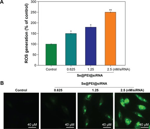 Figure 8 ROS overproduction induced by Se@PEI@siRNA in HepG2 cells.Notes: (A) Changes of intracellular ROS generation. ROS levels were detected by DCF fluorescence intensity. (B) HepG2 cells were preincubated with 10 μM DCF for 30 minutes and then treated with Se@PEI@siRNA (magnification, ×100). Bars with different characters are statistically different at P<0.05 (*) or P<0.01 (**) level.Abbreviations: DCF, dichlorofluorescein; ROS, reactive oxygen species; Se@PEI@siRNA, small interfering RNAs with polyethylenimine-modified selenium nanoparticles.