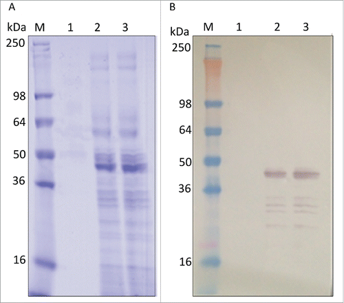 Figure 4. Fermentation results with reduced 4–20% Tris-glycine gels. (A) SDS-PAGE with Coomassie Blue staining and (B) Western blot with anti-LdNH36/colorimetric detection. Lane M: molecular weight marker; Lane 1: pre-induction; Lane 2: 72 h of induction; Lane 3: 96 h of induction.