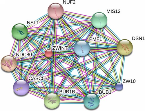 Figure 6 The interaction network of ZWINT protein with other proteins.