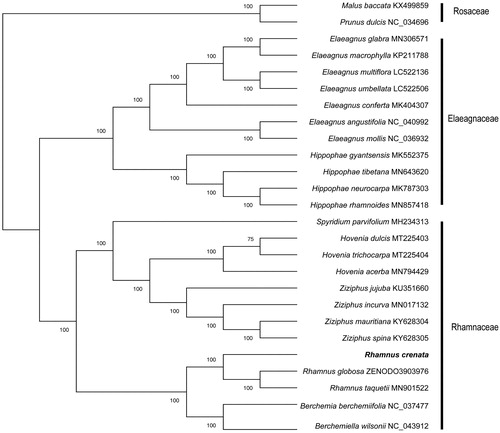 Figure 1. The maximum likelihood (ML) phylogram.