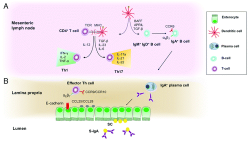 Figure 4. (A) Activated dendritic cells may migrate to the mesenteric lymph nodes and process the β-glucan particles into peptides that are presented to T-cells. Presentation of β-glucan microparticulate antigen by dendritic cells via MHC class II molecules to CD4+ helper T-cells, leads to the activation, proliferation, and differentiation of antigen-specific Th17 and Th1 cells. Furthermore, dendritic cells and the intestinal epithelium produces cytokines such as BAFF, APRIL, and TGF-β1 that trigger the process of isotype switching and differentiation of IgA-committed B cells to IgA-producing plasma cells, which produce dimeric IgA. (B) Mature APCs and antigen-primed lymphoid cells will travel along the mesenteric lymph nodes, through the thoracic duct into the blood stream and end up at mucosal effector sites such as epithelia and lamina propria, where a cellular (effector T-lymphocytes) and humoral (secretory IgA-production by plasma cells) immune response is generated. CCR9 or CCR10 is expressed on gut-homing B-cells and T-cells which interact with CCL25 or CCL28 on the epithelium of the small or large intestine, respectively. IgA, immunoglobulin A; SC, secretory component; S-IgA, secretory IgA.