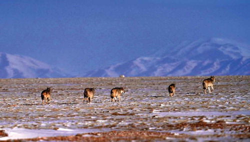 Photo 5. Wolves in an alpine desert-steppe in the Hoh Xil National Nature Reserve. Taken Dec 2019 in the Hoh Xil, Sanjiangyuan National Park. Photographer: Fangchen Wang.