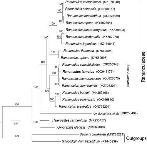 Figure 3. Phylogenetic tree based on the concatenated sequences of 77 protein-coding genes in 21 species by maximum-likelihood (ML). Values split by backslashes above branches represent ML bootstraps. The best-fit model was GTR + F+R2. Branch supports were tested using ultrafast bootstrap (UFBoot) with 1000 replicates. Ranunculus ternatus (OQ943173) was marked in bold. The following sequences were used: Ranunculus cantoniensis MK370318 (Li et al. Citation2019), Ranunculus chinensis ON500677, Ranunculus macranthus DQ359689 (Raubeson et al. Citation2007), Ranunculus repens KY562594 (Marcel et al. Citation2017), Ranunculus austro-oreganus KX639503, Ranunculus occidentalis KX557270, Ranunculus japonicus MZ169045 (Zeng et al. Citation2021), Ranunculus flammula KY562595 (Marcel et al. Citation2017), Ranunculus reptans KY562596 (Marcel et al. Citation2017), Ranunculus cassubicifolius OP250948 (Karbstein et al. Citation2022), Ranunculus membranaceus OL826870, Ranunculus yunnanensis MZ703201 (Rao et al. Citation2022), Ranunculus bungei MK253468 (He et al. Citation2019), Ranunculus pekinensis OK166810 (Liu et al. Citation2022), Ranunculus sceleratus ON755204 (Kim et al. Citation2023), Ceratocephala falcata MK253464 (He et al. Citation2019), Halerpestes sarmentosa MK253457 (He et al. Citation2019), Oxygraphis glacialis MK569489 (Zhai et al. Citation2019), Berberis oiwakensis MN735221 (Xiao et al. Citation2020), Sinopodophyllum hexandrum KT445939.