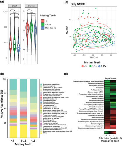 Figure 5.  The influence of tooth loss on the mucosal microbiome (a) comparison of Chao1 and Shannon index values in individuals categorised by tooth loss (missing teeth < 5, 5–15 and > 15). (b) Bar plot showing relative abundance (%) of the 30 most abundant species according to number of missing teeth. (c) Community structure analysed by NMDS of Bray-Curtis dissimilarity values according to number of missing teeth. (d) Heatmap comparing the significant changes in species abundance associated with loss of > 15 teeth on buccal and tongue mucosa identified using MaAsLin 2 (fig. S7). Colour intensity corresponds to effect size where reduced abundance (negative values) is indicated in green and increased abundance (positive values) is indicated in red.