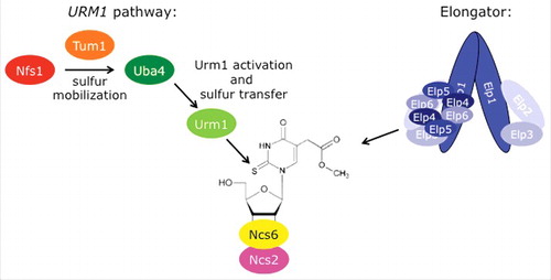 Figure 2. Model of the URM1 pathway and the Elongator complex. Schematic representation of the 2 pathways cooperating in mcm5s2U34 formation. In the URM1 pathway (left), sulfur is mobilized by Nfs1 with the help of Tum1. Uba4 activates Urm1, leading to a thiocarboxylate at Urm1's C-terminus, which acts as a sulfur carrier. Finally, the Ncs2•Ncs6 complex binds to and activates tRNA in the thiolation reaction and transfers the sulfur from Urm1 to uridine. The Elongator complex consists of twice Elp1-Elp6. Elp1 dimerizes via its C-terminus and acts as a platform for Elp2 and Elp3 binding in a wing-like structure. A ring of Elp4-Elp6 binds to one of the wings (Handedness is only partially represented in this model).Citation102,103