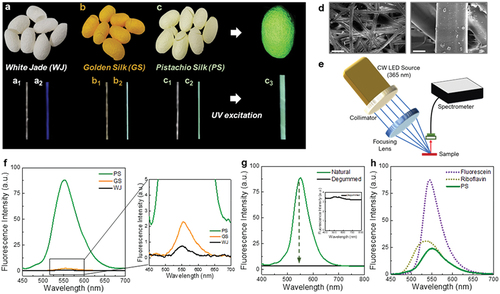 Figure 1. Response of the various forms of Bombyx mori silk under 365-nm UV LED excitation.