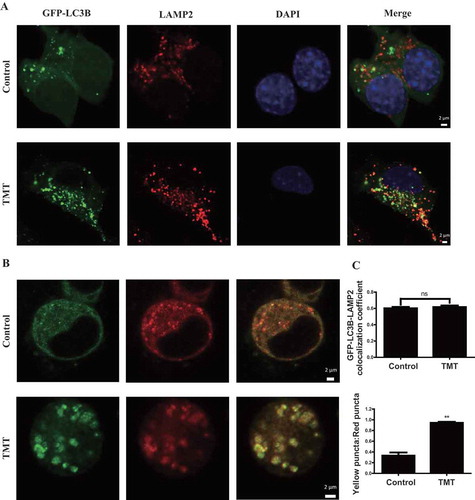 Figure 4. TMT does not affect autophagosome-lysosome fusion in Neuro-2a cells. (A) Immunofluorescence analysis of Neuro-2a cells expressing GFP-LC3B with an anti-LAMP2 antibody after TMT (8 μM) treatment for 24 h. Scale bar: 2 μm. (B) Immunofluorescence analysis of Neuro-2a cells after treatment with TMT (8 μM) for 24 h following transfection with RFP-GFP-LC3B. Scale bar: 2 μm. (C) Colocalization coefficient of GFP-LC3B puncta and LAMP2 puncta, and the ratio of yellow puncta and red puncta following the transfection of Neuro-2a cells with RFP-GFP-LC3B after treatment with TMT (8 μM) for 24 h. At least 30 cells were used to calculate the results. The values are presented as means ± SEM. *P < 0.05, **P < 0.01 vs. the control group. ns means no statistical difference between the 2 groups