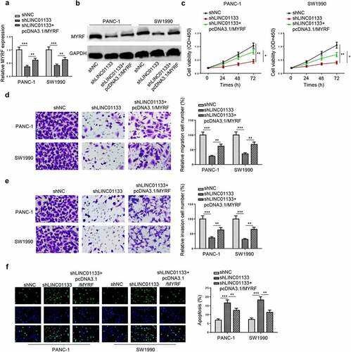 Figure 7. LINC01133 regulates PC malignancy in vitro by positively mediating MYRF.