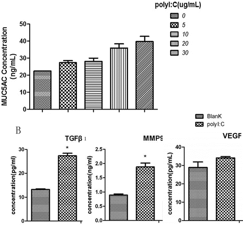 Figure 2. ELISA analysis of MUC5AC, TGF-β1, MMP9 and VEGF levels after treatment with poly(I:C). (A) The MUC5AC level increased with increasing doses of poly(I:C). (B) TGF-β1, MMP9 and VEGF expression levels increased after exposure to poly(I:C). The mean ± SD of triplicate wells from a representative experiment (n = 3) is shown.