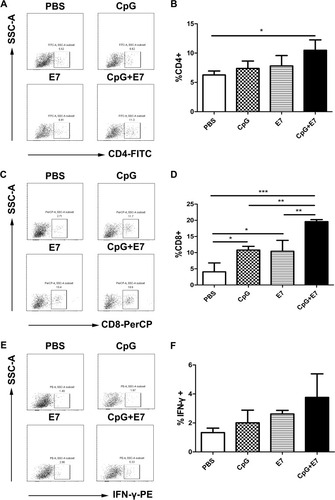 Figure 2 Vaccine administration induced cellular immune responses. Representative dot plots of CD4+ cells (A), CD8+ cells (C), and IFN-γ-producing cells (E) from one mouse are shown. The percentage of total CD4+ T cells (B), total CD8+ T cells (D), and total IFN-γ-producing cells (F) are shown. Data are presented as means±SD. * P<0.05, ** P<0.01, *** P<0.001.