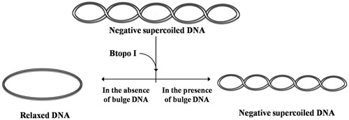 Figure 2. Illustration of the supercoiled pUC 19 are catalysed by Btopo I in the presence or absence of bulge DNA.