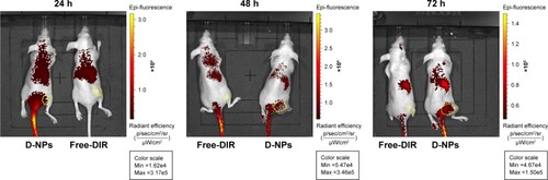 Figure 4 In vivo distribution of TDF NPs in tumor-bearing mice.Notes: Fluorescence images of DiR-loaded nanoparticles in vivo. HeLa tumor-bearing nude mouse was injected free DiR dye or D-NPs intravenously. In vivo DiR fluorescence images of the mice at three time points 24 h, 48 h and 72 h were shown. The sites of tumors were indicated by yellow circles.Abbreviations: D-NPs, DiR-loaded nanoparticles; α-TOS, α-tocopheryl succinate; 2-DG, 2-deoxy-d-glucose; TDF NPs, α-TOS-2-DG-loaded and folate receptor-targeted nanoparticles.