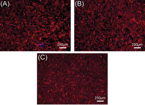 Figure 8. The fluorescence images of rBMSCs seeded on β-Ca2SiO4 scaffolds sintered at (A) 1000 °C, (B) 1100 °C, and (C) 1200 °C for 3 days. The cell actin and nuclei were labeled with phalloidin and DAPI.