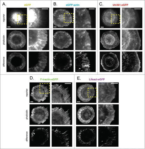 Figure 5. Comparison of live-cell actin probes and phalloidin in XenopusXTC cells on PLL. Comparison of Alexa 564 phalloidin localization and eGFP actin reporters in fixed XTC cells transiently expressing (A) eGFP, (B) eGFP-actin, (C) Utr230-eGFP, (D) Utr261-eGFP, (E) F-tractin-eGFP and (F) Lifeact-eGFP. Scale bars indicate 5 microns.