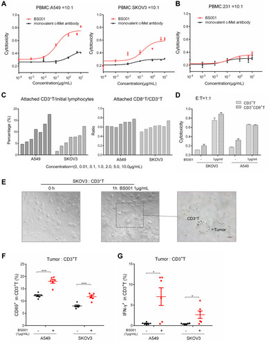 Figure 3 BS001-mediated T-cell engagement and killing of tumor cells.