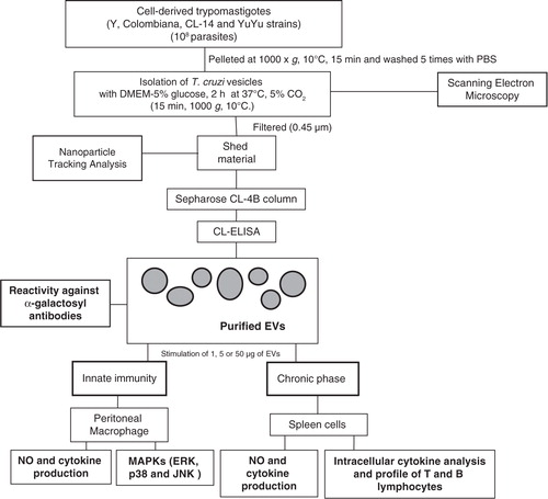 Fig. 1.  Procedures employed for the production, fractionation and characterization of T. cruzi EVs from different strains.