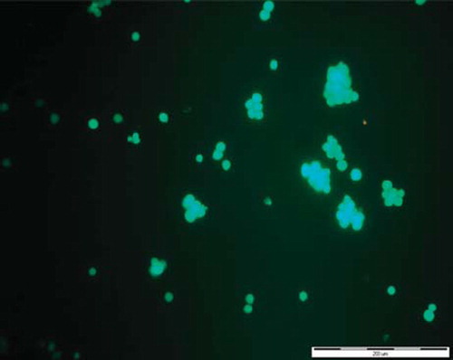 Figure 5. Fluorescence microscopy visualization of Jurkat cells coated with two bilayers, PLLcxPEI, after 8-day culture. Encapsulated cells exhibited retained dye calcein.