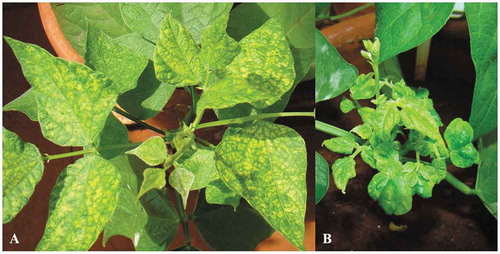 Fig. 2 Bean cultivar ‘Carioca’, infected with the Bean golden mosaic virus (BGMV) showing symptoms of: (a) Mosaic and (b) Wrinkling