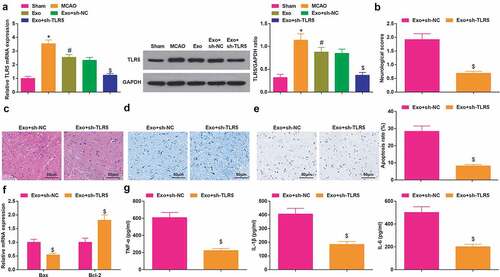 Figure 5. Inhibited TLR5 enhances the BMSCs-exosomes-mediated protective effects on cerebral I/R injury. A, TLR5 level in rat brain tissue was detected by RT-qPCR and Western blot assay; B, the neurological function score in MCAO rats after injection with Exo + sh-TLR5; C, the pathological damage in rat brain (scale bar = 50 μm) after injection with Exo + sh-TLR5 was examined by HE staining; D, the pathological damage in rat brain (scale bar = 50 μm) after injection with Exo + sh-TLR5 was detected by Nissl staining; E, cell apoptosis in rat brain tissue (scale bar = 50 μm) after injection with Exo + sh-TLR5 was assessed by TUNEL staining; F, the levels of Bax and Bcl-2 mRNA in rat brain tissue after injection with Exo + sh-TLR5 were examined by RT-qPCR; G, the levels of inflammatory factors (TNF-α, IL-1β, IL-6) in rat brain was after injection with Exo + sh-TLR5 were detected by ELISA; A-G, n = 6; * P < 0.05 vs. the sham group; # P < 0.05 vs. the MCAO group; $ P < 0.05 vs. the Exo + sh-NC group; the data were expressed as mean ± standard deviation, the t-test was used for the comparison between two groups, one-way ANOVA was used for comparisons among multiple groups and Tukey’s post hoc test was used for pairwise comparisons.