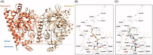 Figure 4. (A) 3 D structure of monomers A and B of rFAAH. The rectangular box indicates the Ibu-AM68 ligand binding cavity. (B) Focus on the binding mode of Ibu-AM68 within the ACB channel. Polar contacts engaged by bromine atom with Leu404 and Asp403 are depicted as magenta dashed lines, while hydrogen bond interactions with Gly485 and Thr488 are shown as dashed black lines. (C) Overlap between the binding mode of Ibu-68AM (tan stick) and Ibu-AM5 (light cyan stick), highlighting the different orientation of the substituted pyridine ring.