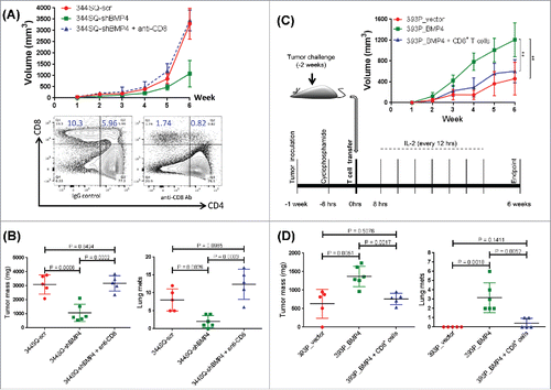 Figure 2. CD8+ T cell response plays a dominant role in BMP4-mediated tumor growth and metastasis. (A) Mice were pretreated with anti-CD8+ antibody (2.43; BioXCell; 400 μg, intraperitoneally) one week before tumor cell injection. 200 μg of anti-CD8+ antibody per mouse was injected into the mice once weekly for 5 weeks beginning on day 1 after a subcutaneous cancer cell injection (2 × 106 indicated cells per mouse; n = 5–6 mice/group). The tumor growth was measured once a week for 6 weeks. To test the CD8+ T cell depletion efficiency, spleen cells were stained with anti-CD4+ and anti-CD8+ antibodies. The tumor growth curve is shown on the top, and CD8+ T cell depletion efficiency is shown in the bottom; (B) at the endpoint, mice were necropsied to harvest primary tumors and lungs, which were weighed, and to quantify distant metastases. (C) To prepare CD8+ T cells, 129/Sv mice were challenged with 2 × 106 393P_BMP4 for 2 weeks (subcutaneously injected). CD8+ T cells were isolated from these tumors, blood, and spleens. To conduct the treatment experiment, 1 × 106 tumor cells were subcutaneously inoculated into mice 1 week before T cell transfer, then mice received cyclophosphamide at 100 mg/kg intravenously 6 h before CD8+ T cell transfer (5 × 106 per mouse, intravenously), following IL-2 (20,000 units, intraperitoneally) at 8 h after T cell transfer then every 12 h for 3 d. The tumor growth was measured once a week for 6 weeks. The tumor growth curves are shown on the right top (n = 5–6 mice/group). **p < 0.01; (D) at the endpoint, mice were necropsied to harvest primary tumors and lungs, which were weighed, and to quantify distant metastases.