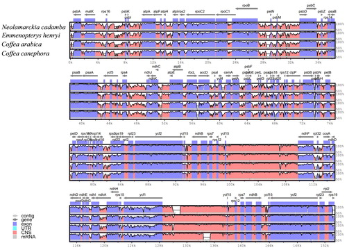 Figure 2. Sequence identity plots (mVISTA) among five species of Rubiaceae, using Morinda officinalis as reference genome. Note: Grey arrows above the alignment indicate genes with their orientation. A cut-off of 70% identity was used for the plots, and the Y-scale represents the percent identity between 50% and 100%.