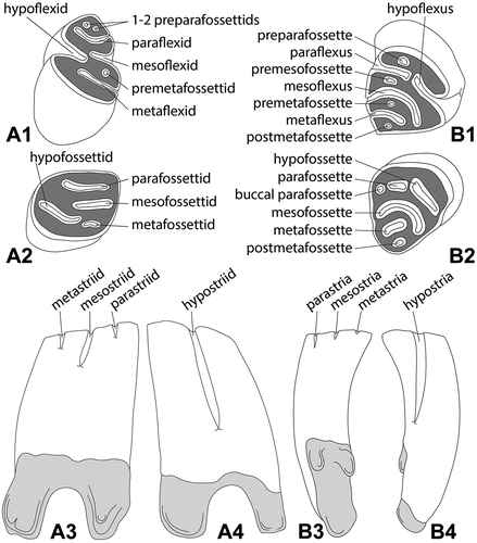 Figure 1. Morphological nomenclature and the general tooth scheme of left lower (A) and right upper (B) cheek teeth (premolars and molars) used for the descriptions and comparisons of the minute beaver Euroxenomys minutus (von Meyer Citation1838), from the early Late Miocene locality Hammerschmiede (Bavaria, Germany). (A1) and (B1), occlusal views of early wear stages; (A2) and (B2), occlusal views of later wear stages; (A3) and (B4), lingual views; (A4) and (B3), buccal views. Enamel in white, dentine in dark grey, roots in light grey. Line drawings are not based on actual specimens and are not to scale. Nomenclature follows Stirton (Citation1935) and Hugueney (Citation1999).