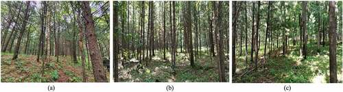 Figure 2. Stand conditions for (a) coniferous; (b) mixed broadleaf-coniferous; and (c) broadleaf forests.