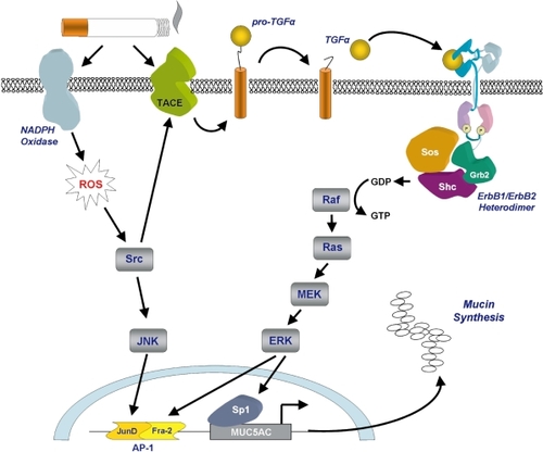 Figure 3 Cigarette smoke-induced secretion of mucins. Mucin secretion is stimulated following cigarette smoke-induced activation of NADPH oxidase and TACE. NADPH oxidase generates intracellular reactive oxygen species leading to activation of the transcription factor AP-1. TACE cleaves pro-TGFα to generate the active ligand which initiates signaling through the ErbB receptor complex leading to activation of the transcription factors AP-1 and Sp1. Diagram a kind gift of Samir Nuseibeh.