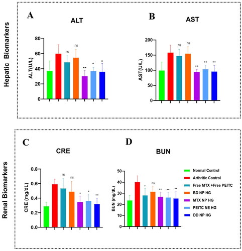 Figure 10. Toxicity assessment in FCA-induced RA rats. Effects of dual-drug nanoparticles loaded hydrogel on hepatic and renal function. (A and B) hepatic biomarkers (ALT and AST) and (C and D) renal biomarkers (CRE and BUN). The data are presented as mean ± SD (n = 4). The values were statistically examined using a one-way ANOVA test. Statistical significance: *p < 0.05, **p < 0.01, ***p < 0.001, and ns- non-significant.ALT: Alanine transaminase, AST: Aspartate transaminase, CRE: Creatinine, BUN: Blood urea nitrogen (BUN).